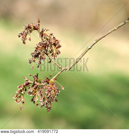 Flower Of A Fluttering Elm (ulmus Laevis) In Spring On The Banks Of The Elbe Near Magdeburg