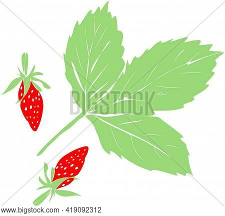 Vector Drawing Two Ripe Red Berries And A Green Wild Strawberry Leaf