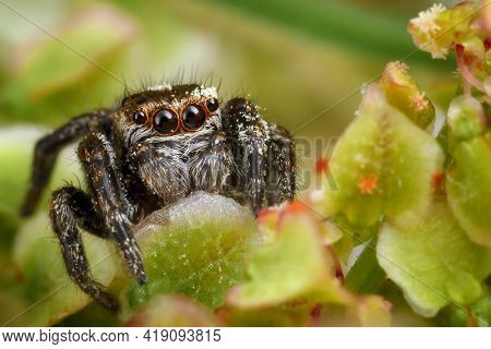 Jumping Spider Surrounded By The Nice Light Green Plant Foliage