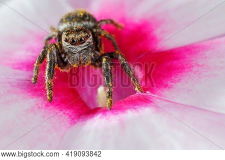 Jumping Spider Sticked With Yellow Pollen Standing In The Center Of A Pink Flower