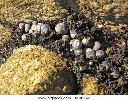 Conchas en una piscina de marea