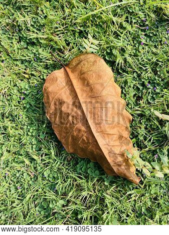Sometimes A Single Dried Leaf Can Make A Change In The Colours.