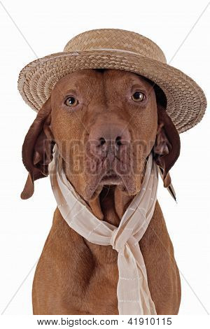 İşaretçi köpek hasır şapka ve atkı