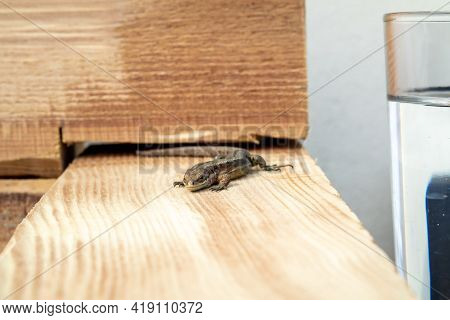 European Lizard In Sunlight Sitting On A Bench In Ireland