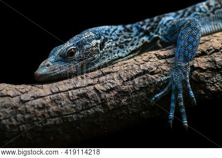 Blue Tree Monitor Close Up Portrait Isolated On Black Background. Threatened Reptile Species Varanus