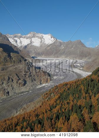 Pittoresco bosco di larici e il ghiacciaio dell'Aletsch