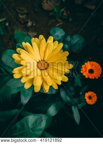 Close Up Of Pot Marigold Yellow  Flower