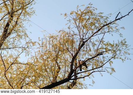 Two Pigeons Are Sitting On A Branch