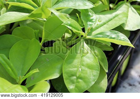 Young Green Leaves On A Limon Plant Without Blossoms