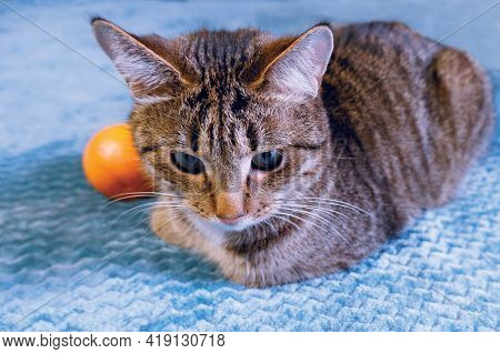 The Offended Kitten Turned Away From The Orange. A Cat With An Orange