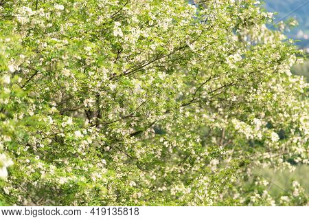 Spring Blooming Magnolia. A Tree Branch Blooms With White Flowers And Waits For Bees.
