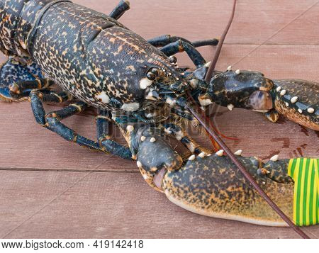 Live Common Lobster Seen Up Close In Daylight Indoors