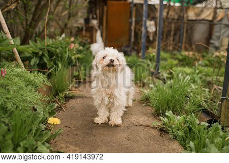 A Dog Maltese Lapdog In The Garden In Spring