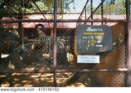 Leopard Tiger In Cages Of Zoo And Aquarium Bueng Chawak Chalermphrakiat For Thai People And Foreign 