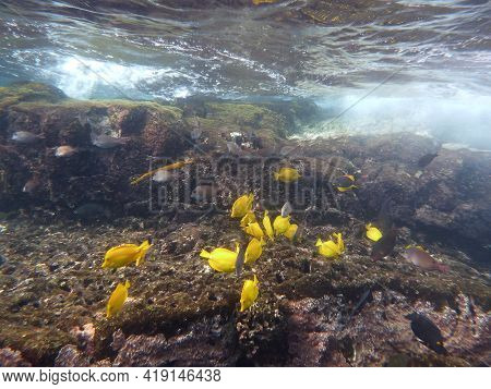 Yellow Tang And Other Fish Swim In The Waters Below The Surface Next To Rocks On The Island Of Hawai