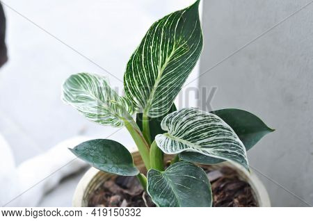 Philodendron , Philodendron Birkin Plant On The Floor