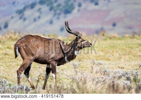 Endemic Mountain Nyala In Ale Mountains Ethiopia