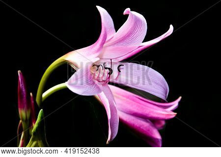 Pink Lily Flower, Flower In Black Background