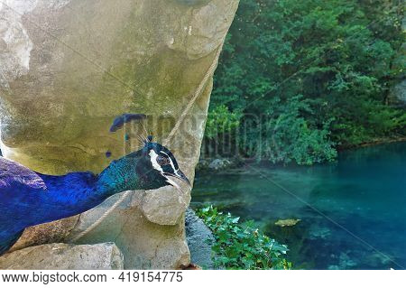 A Portrait Of A Peacock In Profile Against A Background Of Stone And The Blue Lake. The Neck Is Elon