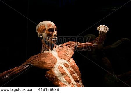 Moscow, Russia - April 16, 2021: Plastinated Human Body From The Exhibition Body Worlds. Footballer.