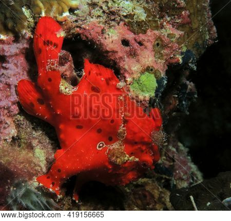 A Painted Frogfish Also Known As Antennarius Pictus Cebu Philippines