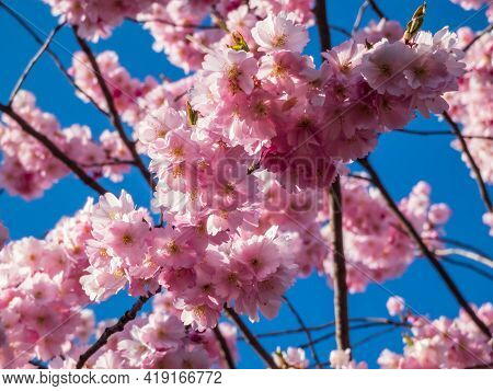Close Up Of Dreamy Pink Cherry Blossoms - Japan Pink Sakura Flowers Flowering And Burst In Bloom. De