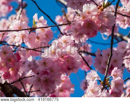 Close Up Of Dreamy Pink Cherry Blossoms - Japan Pink Sakura Flowers Flowering And Burst In Bloom. De