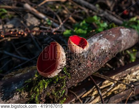 Cup-shaped Fungus Scarlet Elfcup (sarcoscypha Austriaca) Fruit Bodies Growing On Fallen Pieces Of De
