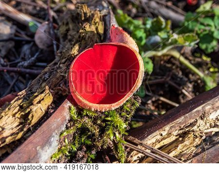 Cup-shaped Fungus Scarlet Elfcup (sarcoscypha Austriaca) Fruit Body Growing On Fallen Pieces Of Dead