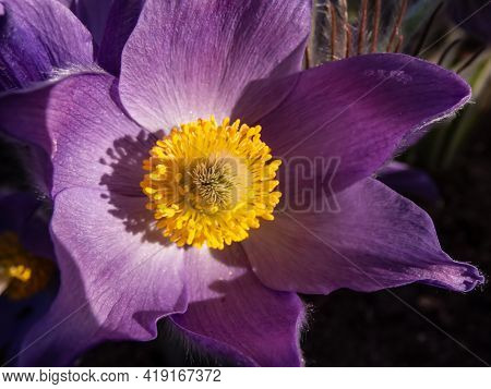 Macro Shot Of Bell-shaped, Purple Flowers Of Eastern Pasqueflower Or Cutleaf Anemone (pulsatilla Pat