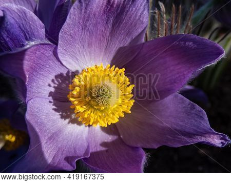 Macro Shot Of Golden Yellow Stamens Inside Of Purple Flowers Of Eastern Pasqueflower (pulsatilla Pat