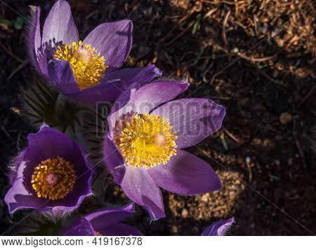 Macro Shot Of Golden Yellow Stamens Inside Of Purple Flowers Of Eastern Pasqueflower (pulsatilla Pat
