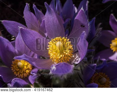 Macro Shot Of Golden Yellow Stamens Inside Of Purple Flowers Of Eastern Pasqueflower (pulsatilla Pat