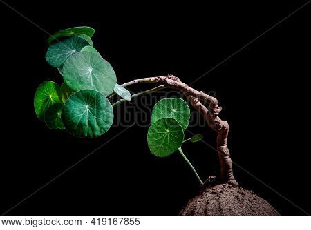 Studio Shot Of  Stephania Erecta Craib Against Dark Background