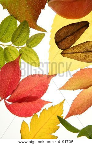 Herbst, Herbst Blätter dekorative noch am Studio weißen Hintergrund