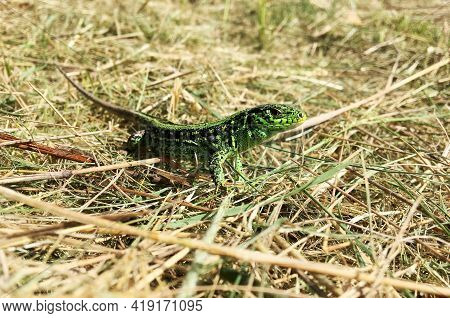 Photography On Theme Beautiful Green Scales To Body Lizard Sitting In Dry Grass. Photo Consisting Of