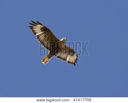 long legged Bussard schweben in einem Himmel KalmÃ¼ckien...