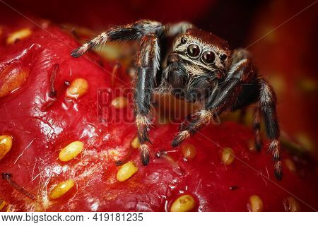 Jumping Spider On The Ruby Red Garden Strawberry With Yellow Seeds Background