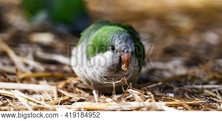 Kalita bird parrot sitting on the ground with dry hay in the nature