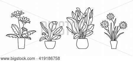 Indoor Plant In A Pot. Black And White Sketch Collecton. Gerbera, Peace Lily And Chamomile. Vector D