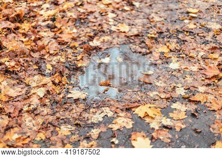 Golden Multicolored Wet Maple Leaves Cover And Muddy Puddle In Autumn Forest Or Park