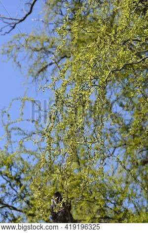 Dragons Claw Willow Branches With New Leaves And Flowers - Latin Name - Salix Matsudana Tortuosa