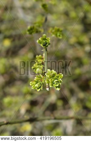 Winter Jasmine Leaves - Latin Name - Jasminum Nudiflorum
