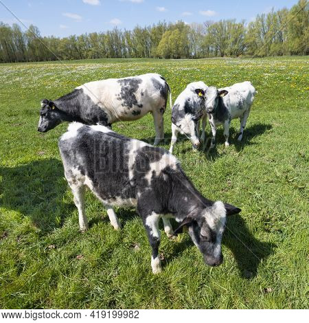 Calves In Grassy Meadow With Spring Flowers On Sunny Spring Day Under Blue Sky In Dutch Area Land Va