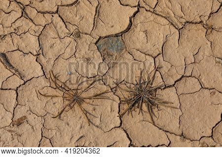 Nature Background Of Cracked Dry Lands. Natural Texture Of Soil With Cracks. Broken Clay Surface Of 