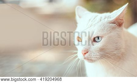 Beautiful Adult White Fluffy Wool Cat With Different Color Eyes On The Street. Heterochromia Of The 