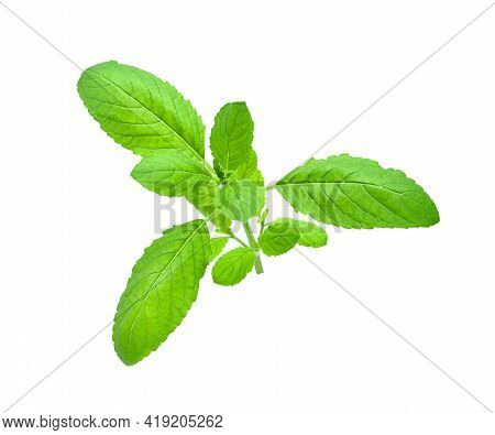 Holy Basil Leaf Or Thai Basil Or Ocimum Sanctum Isolated On White Background ,green Leaves Pattern