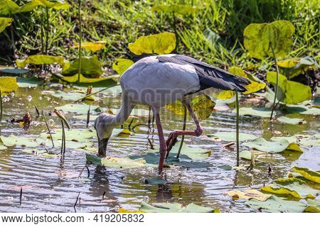 Asian Openbill Or Asian Openbill Stork Is A Large Wading Bird In The Stork Family Ciconiidae.