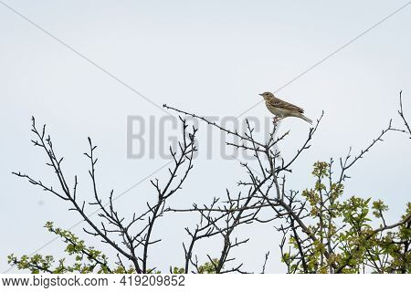 A Tree Pipit (anthus Trivialis) Sitting On A Bush, Cloudy Day In Springtime (waschberg, Austria)