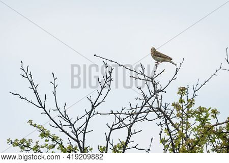 A Tree Pipit (anthus Trivialis) Sitting On A Bush, Cloudy Day In Springtime (waschberg, Austria)